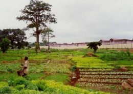 Huertos intensivos.PNG