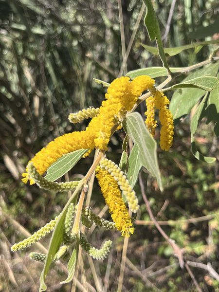 Archivo:Acacia holosericea 3.jpg
