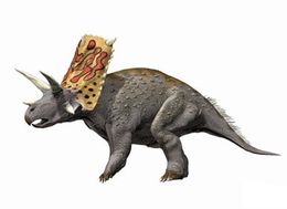Bravoceratops.jpg