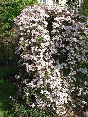 Clematis montana.jpg
