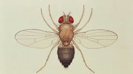 Drosophila.jpg