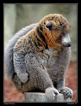 Lemur mangosta.jpg