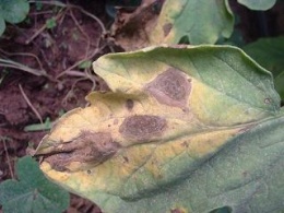 MANCHASNECRÓTICASENHOJAS.JPG