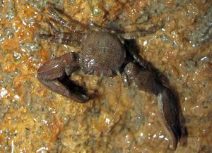 Pisidia longicornis.jpeg