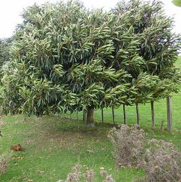 Ficus watkinsiana.jpg