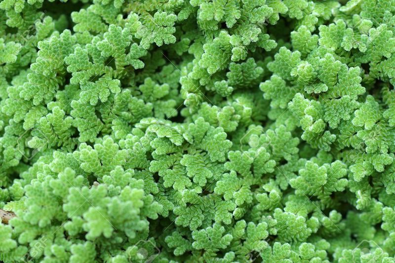 Archivo:Azolla 2.jpg
