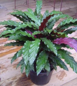 Calathea rufibarba..JPG