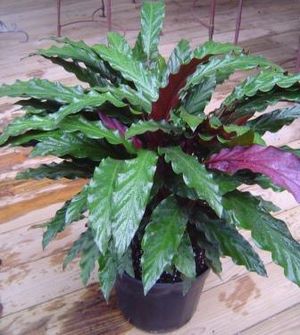 Calathea rufibarba..JPG