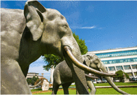 Elefante universidad domgguk.gif