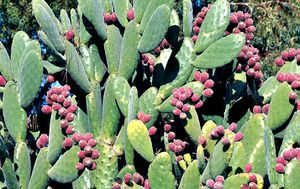 Opuntia tomentosa.jpg