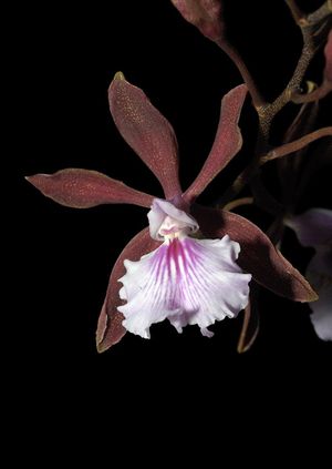 Orquídea chocolate.jpeg