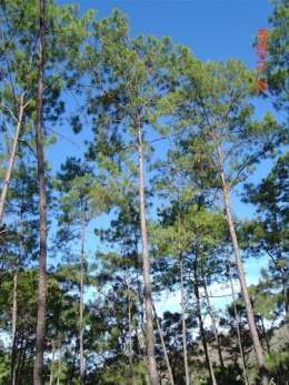 Pinus jaliscana.jpg