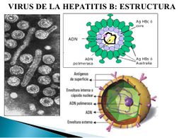 Virus-de-la-hepatitis-b-2.jpg