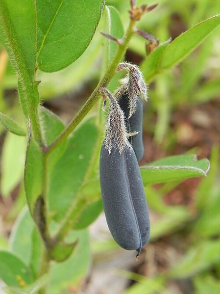 Archivo:Crotalaria stipularia 2.jpg