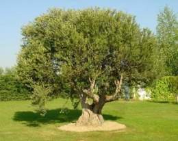 Olivotree.jpg