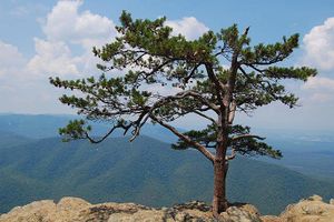 Pinus pungens.jpg