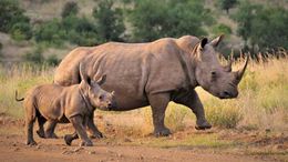 09-22 dia-mundial-rinoceronte mama m(familia de rinocerontes).jpg