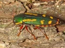 Escarabajo-buprestidae.jpg
