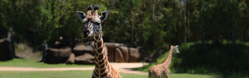 Archivo:Giraffe.jpg
