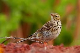 Bisbita africano.jpeg