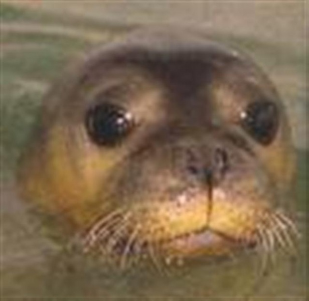 Archivo:Foca tropical (Small) (Small).jpeg