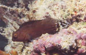 Hypleurochilus sp..jpg