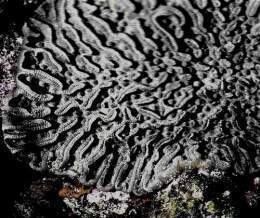 Coral hongo de ojitos.jpg