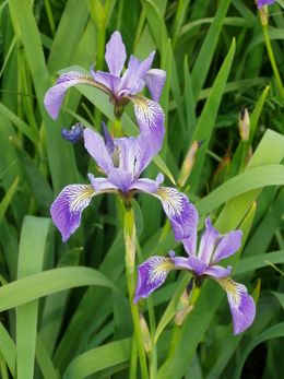 Iris versicolor Planta.jpg