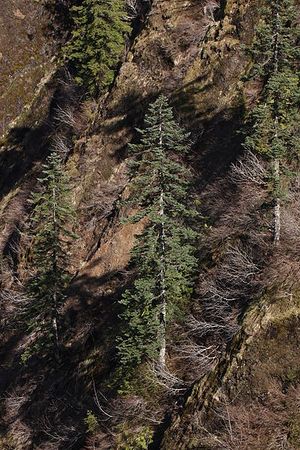 Abies procera.JPG