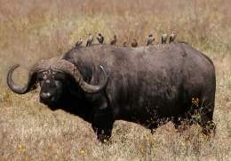 Bufalo africano .jpg