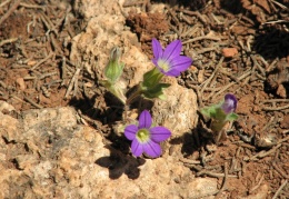 Campanula hierosolymitana.JPG