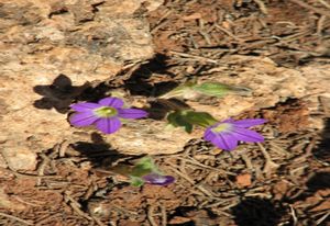 Campanula hierosolymitana.JPG