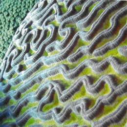 Coral de serpientes 01.jpg