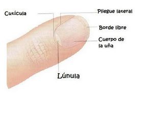 Cuticula.jpg