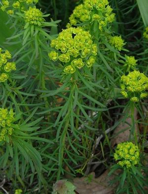 Euphorbia.jpg
