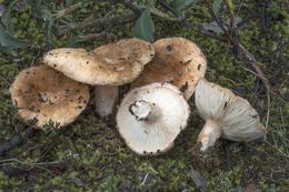 Lactarius tesquorum.jpg