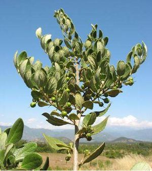Azara dentada.jpg