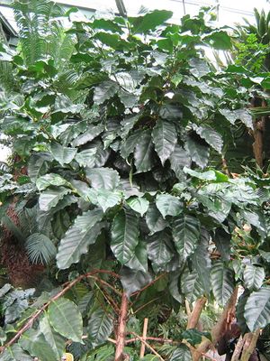 Coffea arabica.jpg