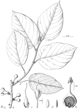 Ficus camptandra.gif
