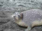 Foca del Mar Caspio