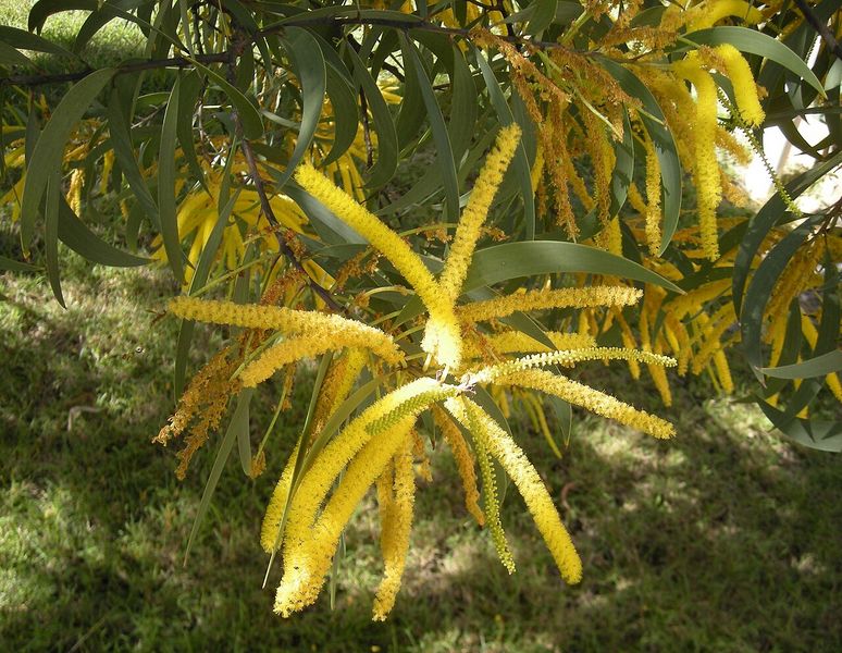 Archivo:Acacia crassa.jpg
