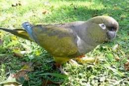 Barranqueroloro1.jpg