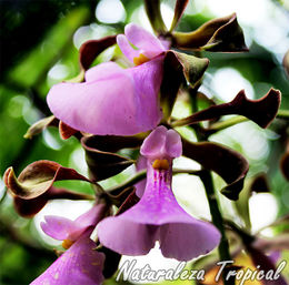 Flores-encyclia-cordigera-orquidea.jpg