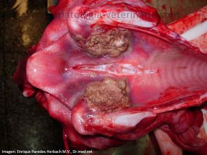 Ternero.-Necrobacilosis-laringea.3.jpg