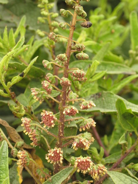 Archivo:Ambrosia ambrosioides.jpeg