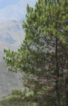 Pinus merkusii.jpg