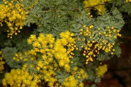 Acacia chinchillensis.jpg