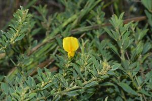 Crotalaria peschiana.jpg