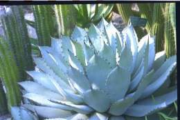 Agave-parryi.jpg
