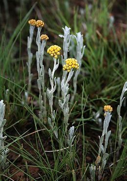 Helichrysum auronitens.jpg